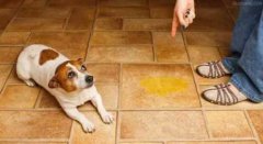 懲罰狗狗常見誤區(qū)，你知道嗎？