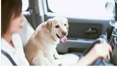 假期出去游玩，狗狗怎么辦呢？