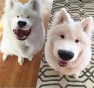 丑了2018一整年，2019狗狗真的太想變漂亮了！