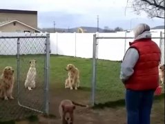 狗子鬧脾氣，就跟小媳婦一毛一樣！