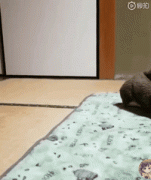 你家狗有什么過人技能？網友：我家狗會擦地板