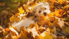 氣溫驟變，謹記寵物保暖誤區！ 華興寵物食品