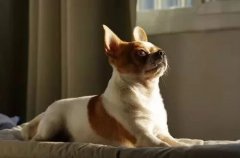 主人出門將狗狗留在家中，這些事項一定要牢記