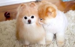 我想養狗，養什么狗，告別單身的狗