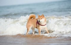 夏季遛狗，要避開(kāi)這四種不良行為，你別不知道