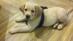 注意！狗狗的這些動(dòng)作不是撒嬌，而是求助！