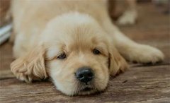 秋天，狗狗需要格外＂謹(jǐn)防＂的幾類(lèi)疾病