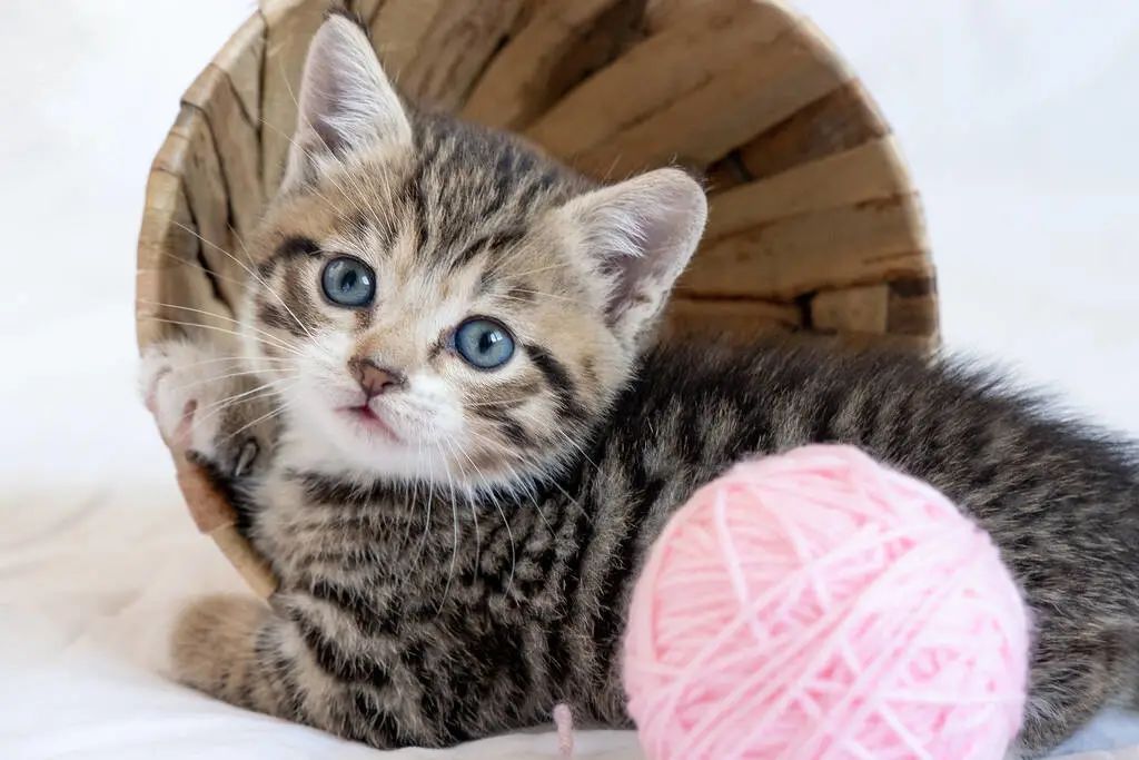 公貓和母貓的區別，你知道幾個？