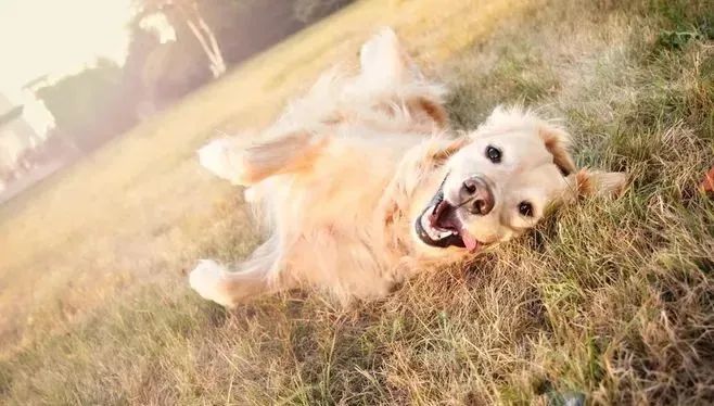 撒嬌狗狗最好命！狗界撒嬌狂，養一只很幸福！